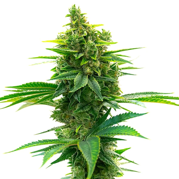 Big Jack Widow Auto mit kräftigem Wuchs, kompakten Buds und automatischer Blüte.