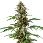 CBD Tutti Frutti (1-15) Cannabispflanze mit fruchtigem Aroma und ausgewogenem CBD-Gehalt für entspannte Wirkung.