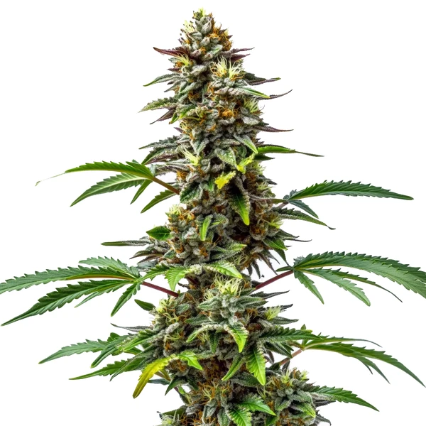 CBD Tutti Frutti (1-15) Cannabispflanze mit fruchtigem Aroma und ausgewogenem CBD-Gehalt für entspannte Wirkung.