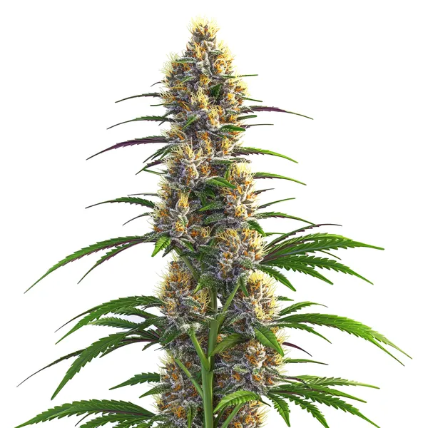 CBD Zenergy cannabis plant with dense buds and green leaves.