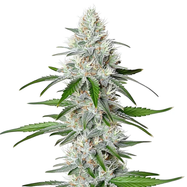 Chemdog Schnellversion Cannabispflanze mit kristallbedeckten Buds und intensivem Diesel-Aroma.