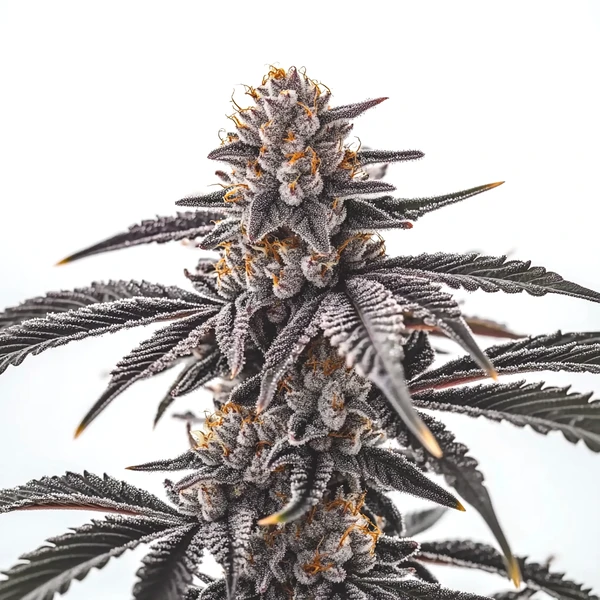 Gas Burzt Cannabispflanze mit dunklen, harzigen Blüten und intensivem Diesel-Aroma.