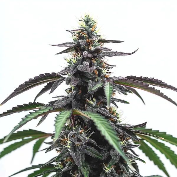 Head Band cannabis plant with frosty, resin-coated buds and dark purple leaves.