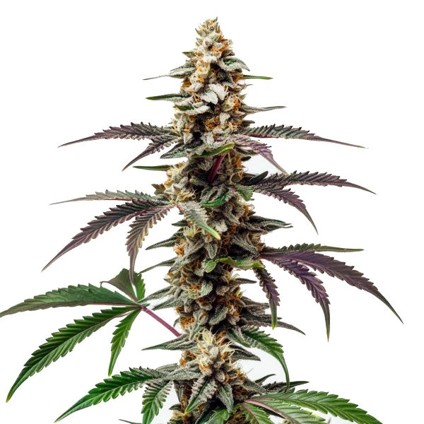 Purple Punch F1 Cannabispflanze mit violetten Blättern, frostigen Buds und süßem Traubenaroma.