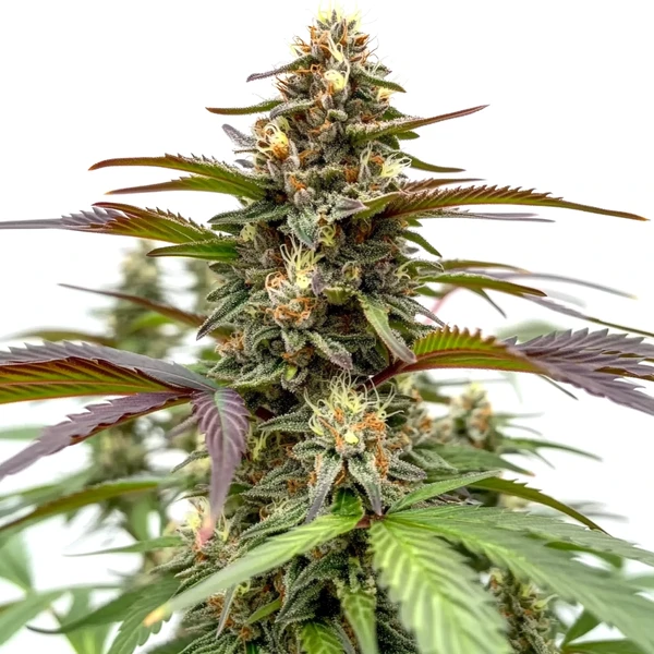 Rainbow Cannabispflanze mit bunten Blättern, harzigen Blüten und süß-fruchtigem Aroma.
