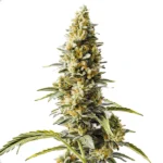 Skunk x Rosetta Stone Fast Version Cannabispflanze mit kompakten, harzigen Knospen und frischem Aroma.