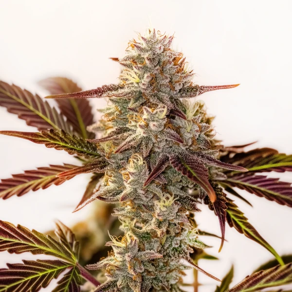 Watermelon Zkittlez Auto Pflanze mit glitzernden Buds und tropisch-süßem Wassermelonenaroma.