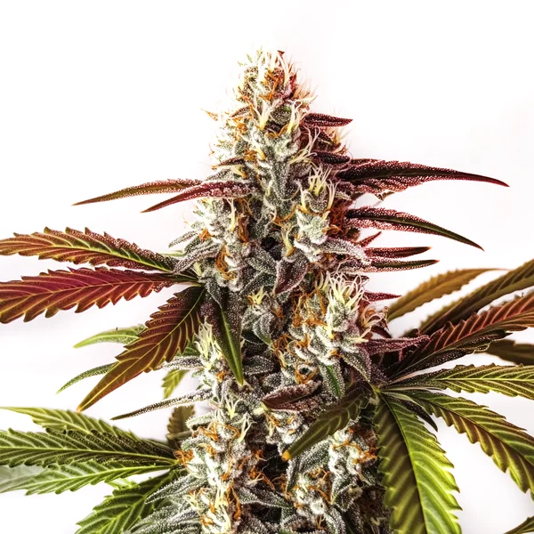 Watermelon Zkittlez Schnellversion mit frostigen Buds, violetten Tönen und süßem Fruchtaroma.