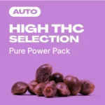 High THC Selection Auto: Pure Power Pack mit Top-Genetik.