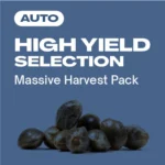 High Yield Kollektion Auto: Ertragreiche Autoflower Seeds.