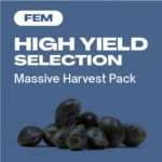 High Yield Selection FEM: Ertragreiche Hanfsamen kaufen.