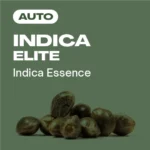 Indica Elite Auto, Starke Indica-Samen für Indoor-Grow.