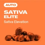 Sativa-Elite-Auto: Hochwertige Autoflowering-Sorte.