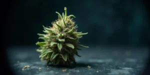Cannabisblüte mit möglichem Schimmelbefall auf dunklem Hintergrund.